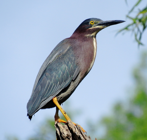 Green Heron