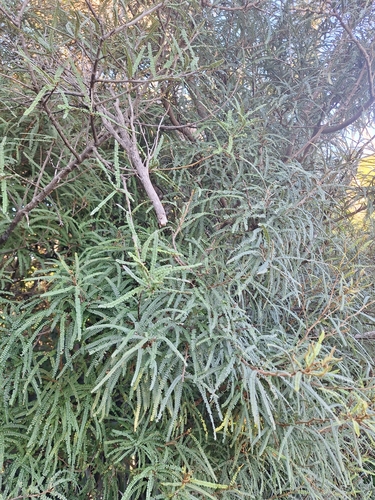 Sophora fulvida, photograph 6