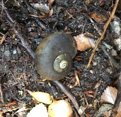Macrocyclis peruvianus