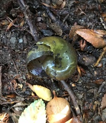 Macrocyclis peruvianus