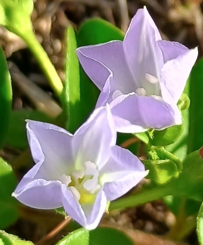 Jacquemontia sandwicensis observed 2026-05-24