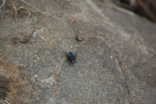 Shiny Blue Bottle Fly photo 5