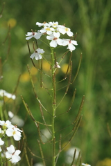 Dontostemon pinnatifidus