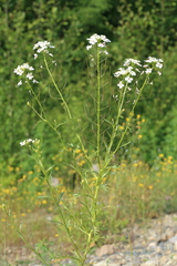 Dontostemon pinnatifidus