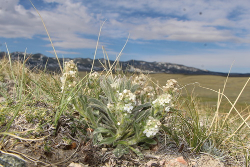 Yampa River cryptantha (Cryptantha stricta)