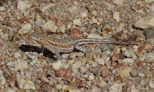 iNaturalist observation photo of Common Side-blotched Lizard