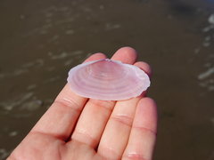 Gari lineolata