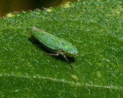 Graphocephala cythura