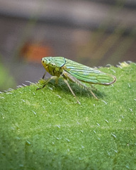 Graphocephala cythura