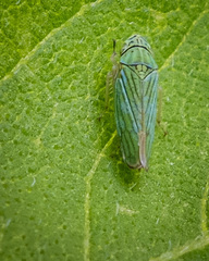 Graphocephala cythura
