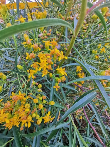 Barkleyanthus salicifolius, 2026-05-24