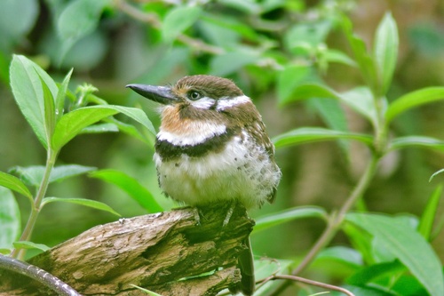 Russet-throated Puffbird