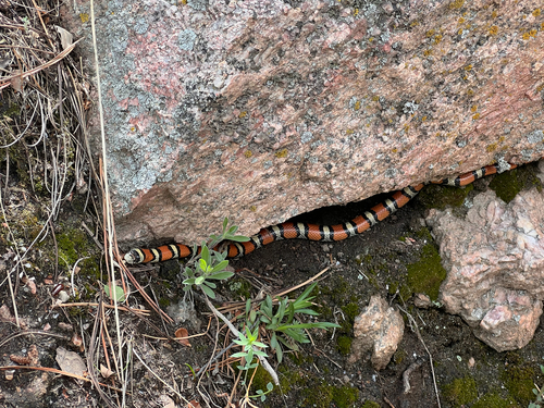 Western Milksnake