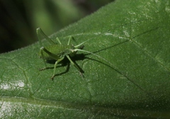 Platylyra californica