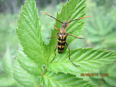 Leptura annularis