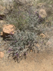 Astragalus prorifer