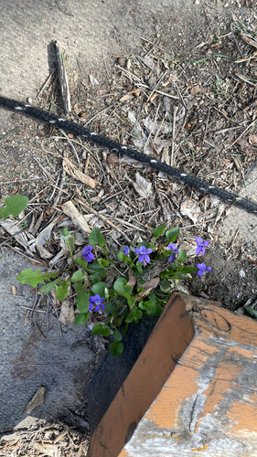 hookedspur violet
