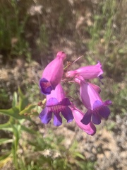 Penstemon spectabilis subinteger