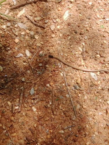Slender Coralsnake