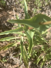 Penstemon spectabilis subinteger