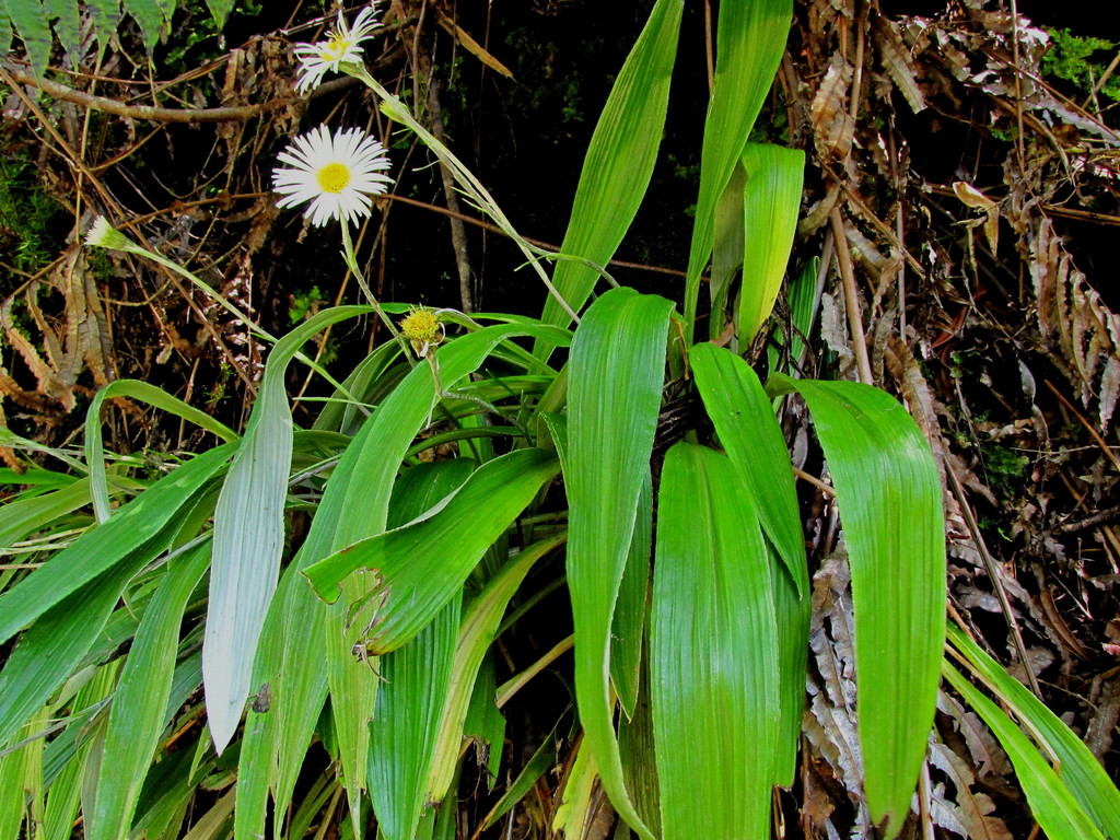 Ngakawau Gorge Daisy