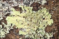 Flavoparmelia rutidota
