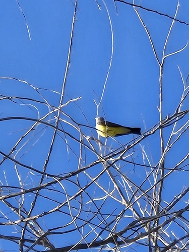 Western Kingbird