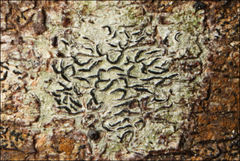 Halegrapha mucronata