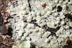 Pertusaria pertractata