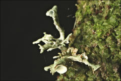 Ramalina inflata