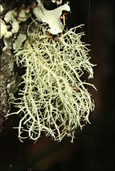 Usnea inermis