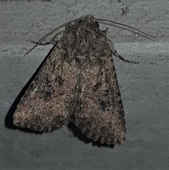 Neumichtis