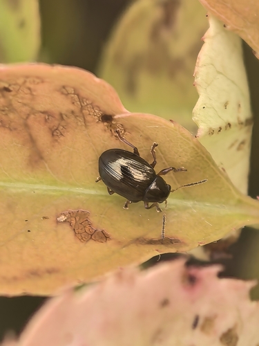 Cleoporus, 2026-05-25