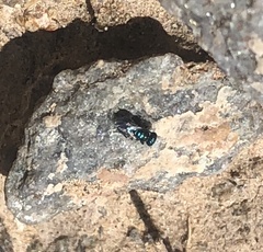 Chrysidoidea