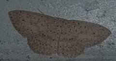 Cyclophora turneri
