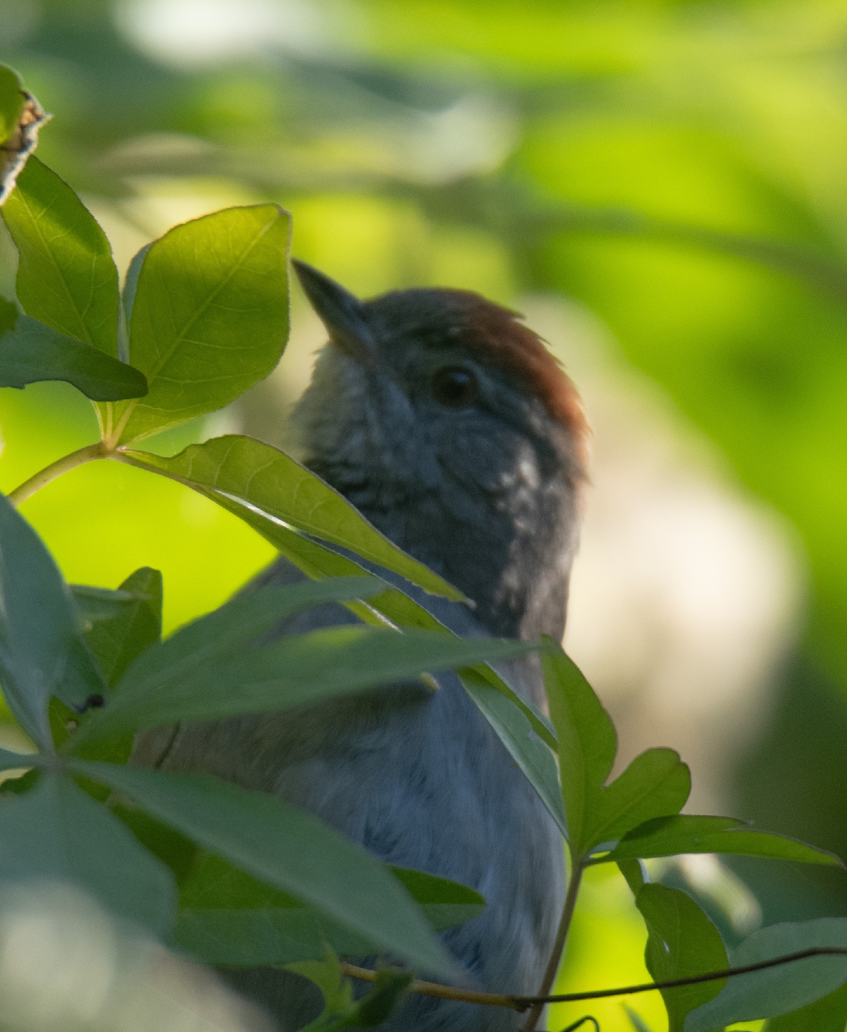 Sooty-fronted Spinetail (Synallaxis frontalis), photo 7