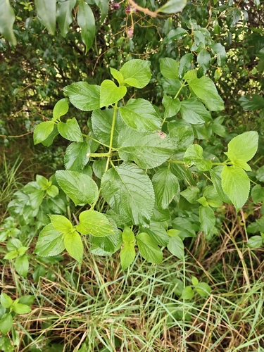 common lantana