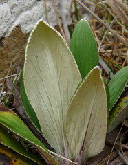 Celmisia rutlandii