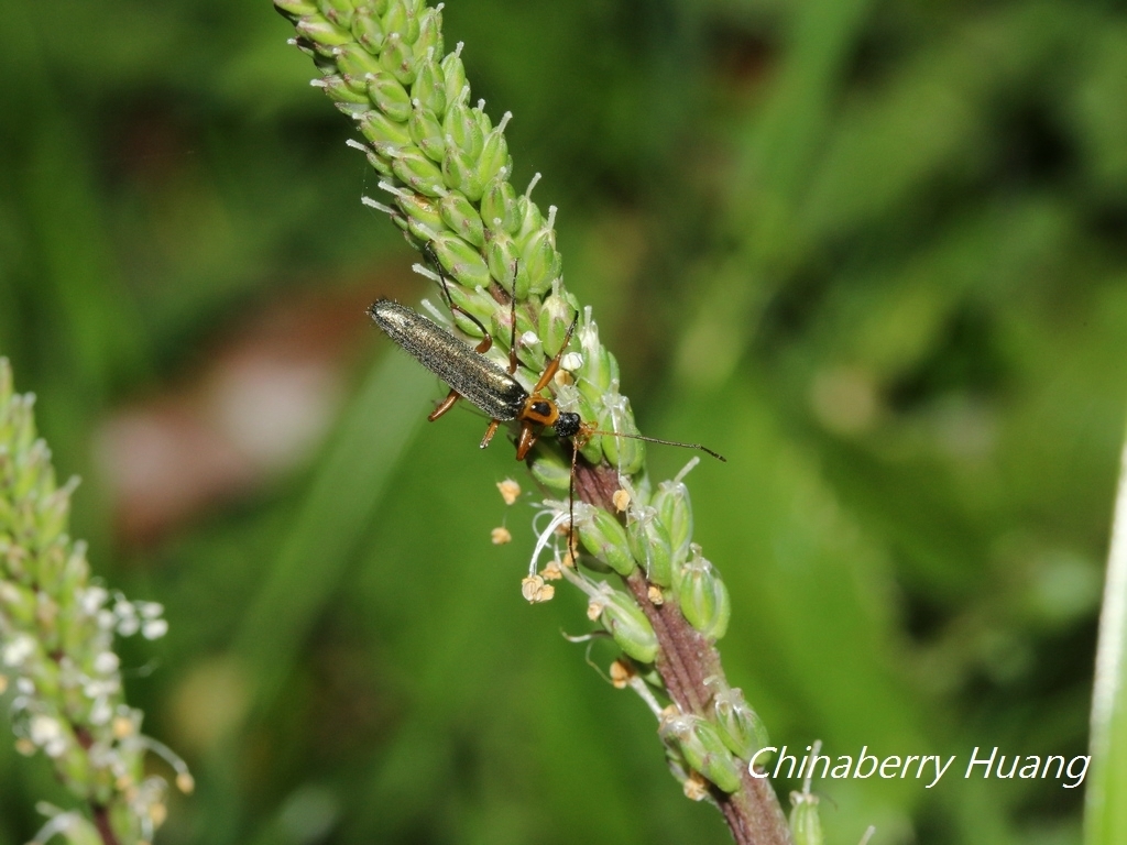 Idgia bimaculata