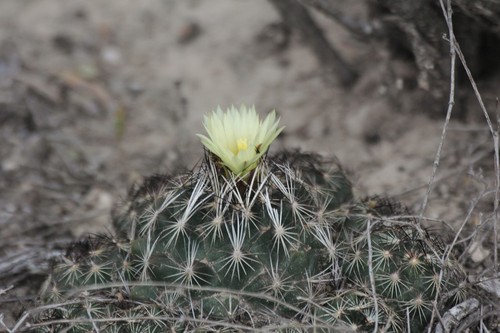 Coryphantha nickelsiae