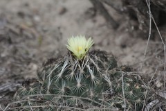 Coryphantha
