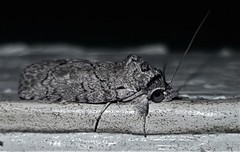 Nycteola polycyma