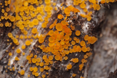 Arachnopeziza aurelia observed 2026-05-24