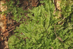 Lophocolea semiteres