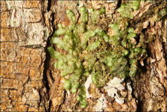 Frullania clavata