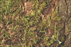 Thuidiopsis sparsa