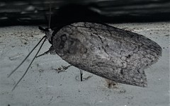 Nycteola polycyma