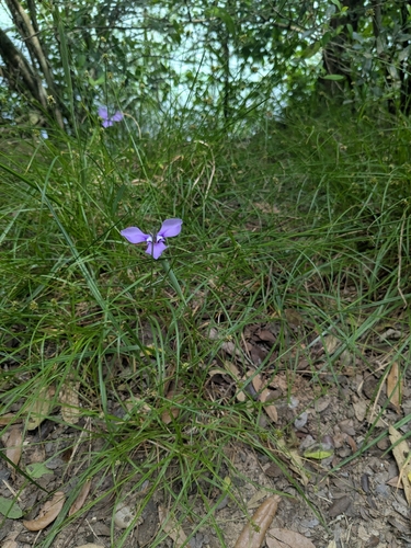 Herbertia lahue, photograph 5
