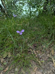 Herbertia lahue, photograph (c) Karthik Thrikkadeeri, some rights reserved (CC BY)