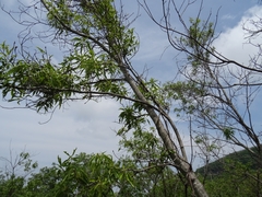 Quercus graciliformis